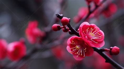 中銀花紅|中銀花紅驚喜揭曉